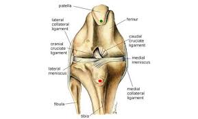 They are a key part of what allows most joints to move, help control their range of motion, and stabilize them so that. Cruciate Ligament Disease Berwick Springs Veterinary Hospital