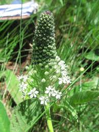 Image result for Schizocarphus nervosus