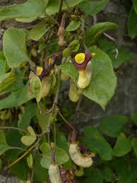 Image result for Aristolochia odoratissima L.