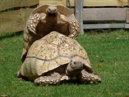 Häufig sind es interessenten, die sich noch nicht lange mit der haltung dieser faszinierenden reptilien auseinandersetzen und der meinung sind, dass kleine schildkröten wenig platz benötigen und leicht zu pflegen sind. Pantherschildkrote Fehlgeschlagene Liebe