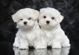 Who doesn't love great morkie pictures!? Maltese Price Range Maltese Cost How Much Are Maltese Puppies