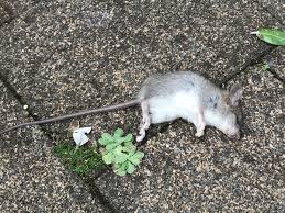 How do you get rid of dead rats and their smell? How To Prevent Bad Smells From Dead Rodents
