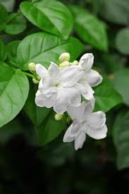 The fragrance of jasmines is thought to be of heaven. Arabian Jasmine