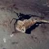 A few wasps can sting and paralyze, before eating the black widow. 1