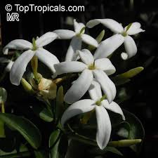 Image result for Jasminum meyeri-johannis