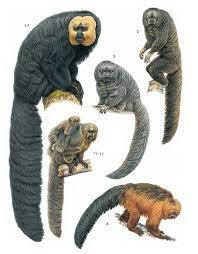 Theolduvaigorge Cute Animals Rare Animals Animals Wild