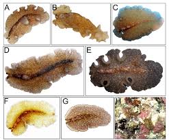 Image result for Nesaea polycephala