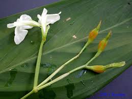 Image result for Maranta arundinacea