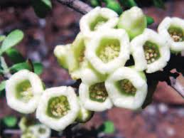 Image result for Diospyros mweroensis