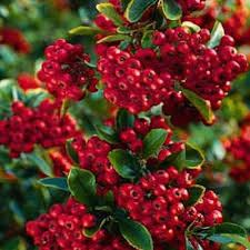 Image result for Pyracantha coccinea soleil d'or