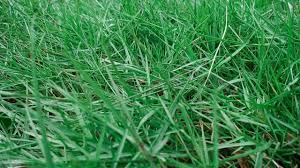 Sesuai namanya, jenis rumput gajah mini adalah varian jenis rumput gajah yang berukuran lebih kecil. Ayo Buat Rumah Tampak Asri Dengan 8 Jenis Rumput Ini Kumparan Com