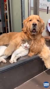 Rien Ne Vaut L Amour Le Bel Amour Video Animaux Hilarants Animaux Adorables Animaux Droles