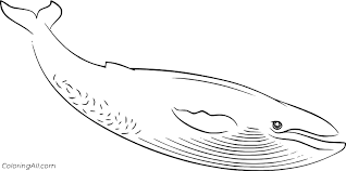 Whale spouting water coloring page: Easy Blue Whale Coloring Page Coloringall