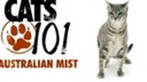 Other cat breed profiles listed. Cats 101 Australian Mist Youtube