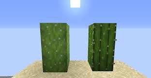 Get to know details about cactus farming in minecraft, steps to make cactus in minecraft with usage of cactus farming in since cacti is so easy to grow, you ought to keep at least one cacti you find in order to multiply it into many if you ever need one of its uses. If Minecraft Cactus Were A Full Block Phoenixsc