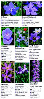 Though there are many more perennials than listed here, each of these plants is. Wildflowers Of Southeast Florida Quick Reference Publishing