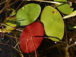 Image result for Cabombaceae