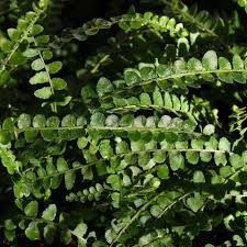 Image result for Nephrolepis