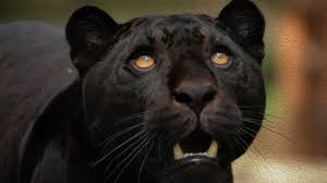 Check spelling or type a new query. Download Hintergrundbild Maulkorb Raubtier Panther Black Panther Die Auflosung 1280x720 253153