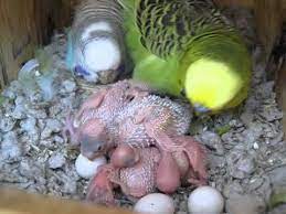 Hungry Baby Budgies Baby Budgies Baby Parakeets Budgies