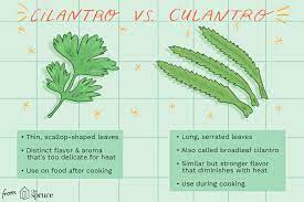 Usage levels will vary depending on the fat content, spiciness, serving temperature, and other characteristics of the finished product. What Is Culantro And How Is It Used