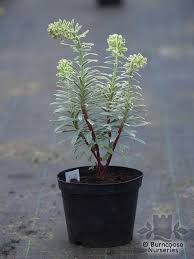 We did not find results for: Euphorbia Characias Silver Swan From Burncoose Nurseries