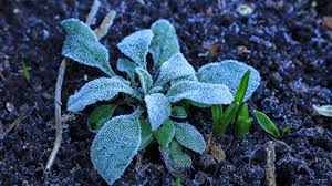 Eisheilige im Anmarsch: So schützen Sie Ihre Pflanzen vor dem Kälteeinbruch im Mai