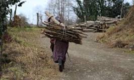 Znalezione obrazy dla zapytania Zbieranie chrustu