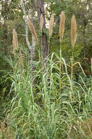 Image result for Arundo donax