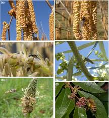 Image result for Hyparrhenia pilgeriana