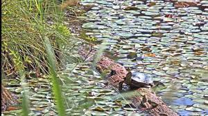 Mclane creek trail is a big loop trail divided down the middle by a straight trail which historically was part of the railroad track that carried logs to puget sound. Mclane Creek Nature Trail In Olympia Wa Youtube