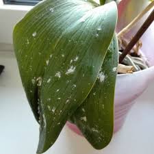 Image result for puklice na pokojových rostlinách obrázek