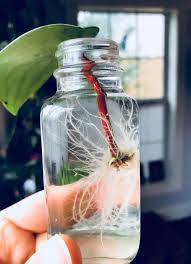 Maybe you would like to learn more about one of these? Peperomia Propagation La Otra Flora