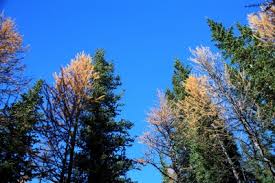 It climbs for 2.4 kilometres, along steep. Those Golden Larches