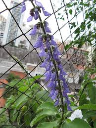 Image result for Plectranthus mandalensis