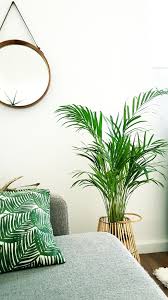 Wohnzimmer pflanzen reizend wohnzimmer palme ideen worauf sie. Leere Ecke Ausgefullt Pflanzen Palme Wohnzimmer C