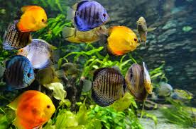 green fish tanks: eco friendly aquarium