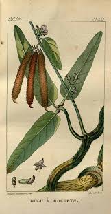 Image result for Teramnus uncinatus