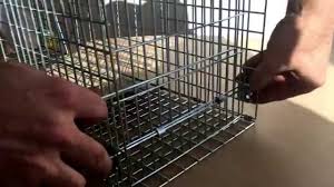 Australia is lousy with cats, as the invasive felines have established themselves in all but.2 percent of the country, according to one estimate. How To Construct Your Pestrol Possum Cat Traps Youtube