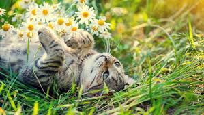 If you show your cat the grass menu and ask him what he'd like to snack on, he'd likely choose the sprigs of grass sprinkled with a bit of morning dew or the simple after hours catnip platter. My Cat Is Chewing On My Plants Should I Be Worried Gardening Articles And News