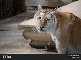 Most relevant best selling latest uploads. Beautiful Face Image Photo Free Trial Bigstock