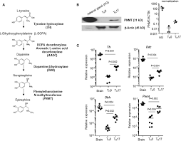 Apply the solution to a surface to find leaks. Frontiers Epinephrine Production In Th17 Cells And Experimental Autoimmune Encephalitis Immunology