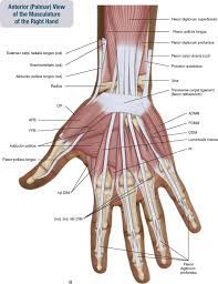 There are also a handful of other muscles that support these main four. 7 Muscles Of The Forearm And Hand Musculoskeletal Key