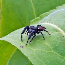 I get cricket infestations, and if not for the spiders, they would eat. Jumping Spider Family Salticidae Field Station