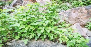 Check spelling or type a new query. 6 Natural Ways To Kill Poison Ivy Plants
