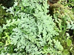 Image result for Spragueanella