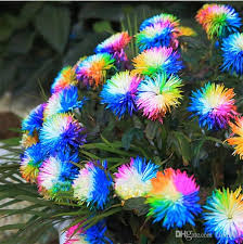 Acheter / Sac Rainbow Rainbow Chrysanthemum Graines De Fleurs ...