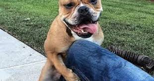 As mentioned above, however, neutering and spaying don't always solve the problem. Tips On How To Stop Dog Humping Behavior Doglopedix