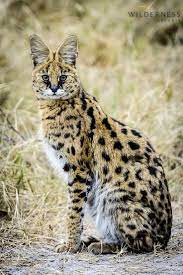 Little Mombo Serval Are One Of The More Elusive And Secretive Predators Africa Safari Botswana Small Wild Cats Serval Cats Africa Wildlife