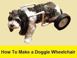 Unless the dog is experiencing discomfort in his remaining front leg, convincing him that there is. How To Make A Doggie Wheelchair For 25 Youtube
